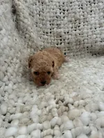 No name yet , a female Poodle - Miniature  for sale in Ozark, MO – 1 of 1
