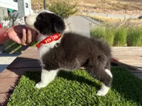 Dominic, a male Border Collie for sale in Newport Beach, CA – Photo 4 of 6