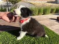 Dominic, a male Border Collie for sale in Newport Beach, CA – Photo 5 of 6