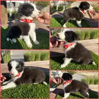 Dominic, a male Border Collie for sale in Newport Beach, CA – Photo 1 of 6