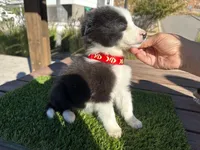 Dominic, a male Border Collie for sale in Newport Beach, CA – Photo 6 of 6