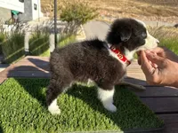 Dominic, a male Border Collie for sale in Newport Beach, CA – Photo 2 of 6