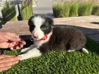 Dominic, a male Border Collie for sale in Newport Beach, CA – Photo 3 of 6