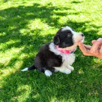 Kira, a female Border Collie for sale in Newport Beach, CA – Photo 2 of 6