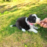 Kira, a female Border Collie for sale in Newport Beach, CA – Photo 3 of 6