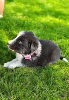 Kira, a female Border Collie for sale in Newport Beach, CA – Photo 6 of 6