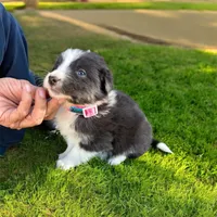 Kira, a female Border Collie for sale in Newport Beach, CA – Photo 4 of 6