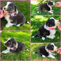 Kira, a female Border Collie for sale in Newport Beach, CA – Photo 1 of 6