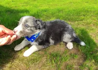 Zuko, a male Border Collie for sale in Newport Beach, CA – Photo 3 of 5