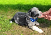 Zuko, a male Border Collie for sale in Newport Beach, CA – Photo 2 of 5