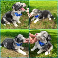 Zuko, a male Border Collie for sale in Newport Beach, CA – Photo 1 of 5