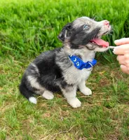 Zuko, a male Border Collie for sale in Newport Beach, CA – Photo 4 of 5