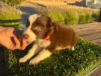 Roy, a male Border Collie for sale in Newport Beach, CA – Photo 6 of 6