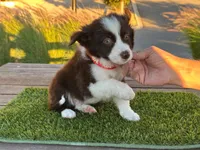 Roy, a male Border Collie for sale in Newport Beach, CA – Photo 2 of 6