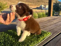 Roy, a male Border Collie for sale in Newport Beach, CA – Photo 4 of 6