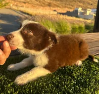 Roy, a male Border Collie for sale in Newport Beach, CA – Photo 3 of 6