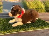 Roy, a male Border Collie for sale in Newport Beach, CA – Photo 5 of 6