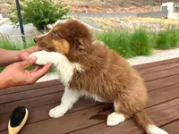 Ethan, a male Australian Shepherd for sale in Newport Beach, CA – Photo 5 of 5
