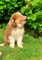 Ethan, a male Australian Shepherd for sale in Newport Beach, CA – Photo 3 of 5