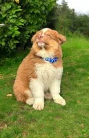 Ethan, a male Australian Shepherd for sale in Newport Beach, CA – Photo 2 of 5