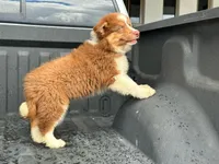 Ethan, a male Australian Shepherd for sale in Newport Beach, CA – Photo 4 of 5