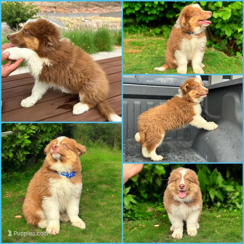 Ethan, a male Australian Shepherd for sale in Newport Beach, CA – Photo 1 of 5