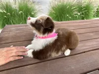 Luna, a female Border Collie for sale in Newport Beach, CA – Photo 7 of 7