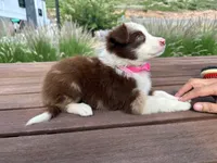 Luna, a female Border Collie for sale in Newport Beach, CA – Photo 6 of 7