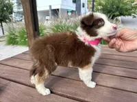 Luna, a female Border Collie for sale in Newport Beach, CA – Photo 3 of 7