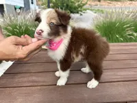 Luna, a female Border Collie for sale in Newport Beach, CA – Photo 4 of 7