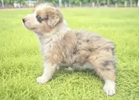 Clint, a male Australian Shepherd for sale in Newport Beach, CA – Photo 2 of 5