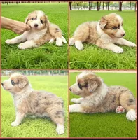 Clint, a male Australian Shepherd for sale in Newport Beach, CA – Photo 1 of 5