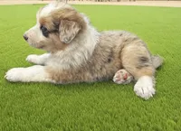 Clint, a male Australian Shepherd for sale in Newport Beach, CA – Photo 3 of 5