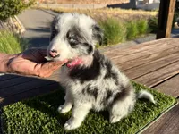 Channel, a female Border Collie for sale in Newport Beach, CA – Photo 4 of 7