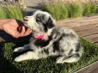 Channel, a female Border Collie for sale in Newport Beach, CA – Photo 3 of 7