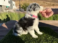 Channel, a female Border Collie for sale in Newport Beach, CA – Photo 2 of 7