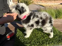 Channel, a female Border Collie for sale in Newport Beach, CA – Photo 5 of 7