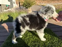 Channel, a female Border Collie for sale in Newport Beach, CA – Photo 6 of 7