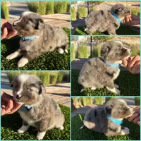 Devon, a male Border Collie for sale in Newport Beach, CA – Photo 1 of 6