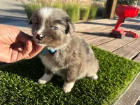 Devon, a male Border Collie for sale in Newport Beach, CA – Photo 3 of 6