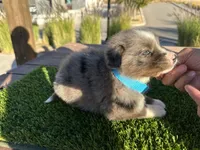 Devon, a male Border Collie for sale in Newport Beach, CA – Photo 2 of 6