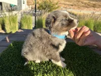 Devon, a male Border Collie for sale in Newport Beach, CA – Photo 4 of 6