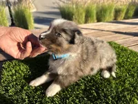 Devon, a male Border Collie for sale in Newport Beach, CA – Photo 6 of 6