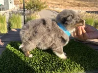 Devon, a male Border Collie for sale in Newport Beach, CA – Photo 5 of 6