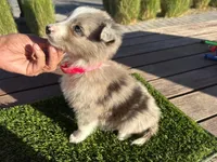 Danna, a female Border Collie for sale in Newport Beach, CA – Photo 3 of 5