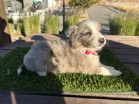 Danna, a female Border Collie for sale in Newport Beach, CA – Photo 4 of 5