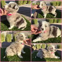 Danna, a female Border Collie for sale in Newport Beach, CA – Photo 1 of 5