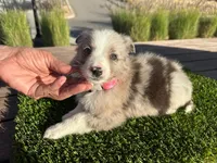 Danna, a female Border Collie for sale in Newport Beach, CA – Photo 2 of 5