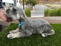 Mickey, a male Miniature Schnauzer for sale in Newport Beach, CA – Photo 6 of 6