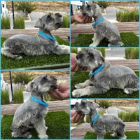 Mickey, a male Miniature Schnauzer for sale in Newport Beach, CA – Photo 1 of 6